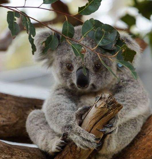 Koala