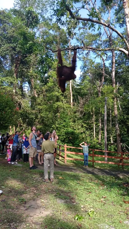 SarawakCulturalVillageandSemenggohWildlifeCentreTourinKuching.webp