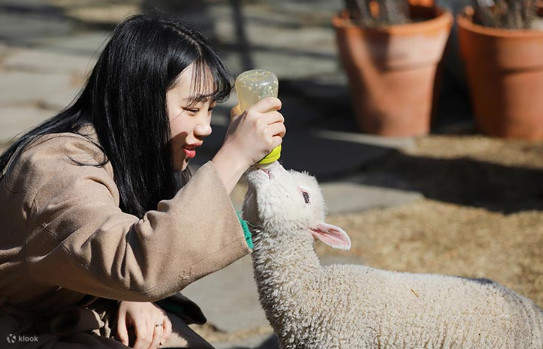 girl feeding the sheep