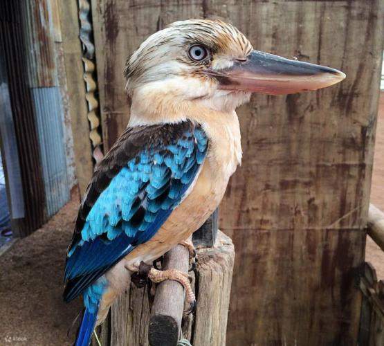 Caversham Wildlife Park Experience in Whiteman near Perth, Western Australia, Australia Klook