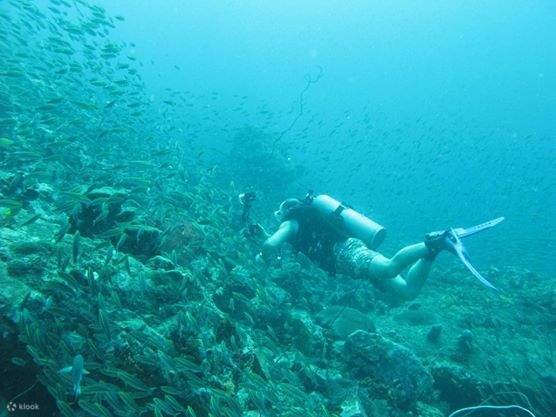 PADI水肺复习激活课程