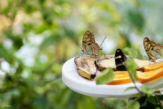 Công viên bướm đảo Al Noor