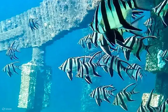 巴瑟尔顿码头雕塑浮潜之旅
