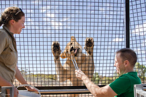 Provate l'emozione di dar da mangiare ai leoni con le vostre mani, un'esperienza che non potrete vivere da nessun'altra parte!