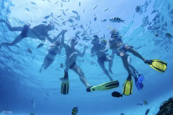浮潜并近距离接触海洋生物