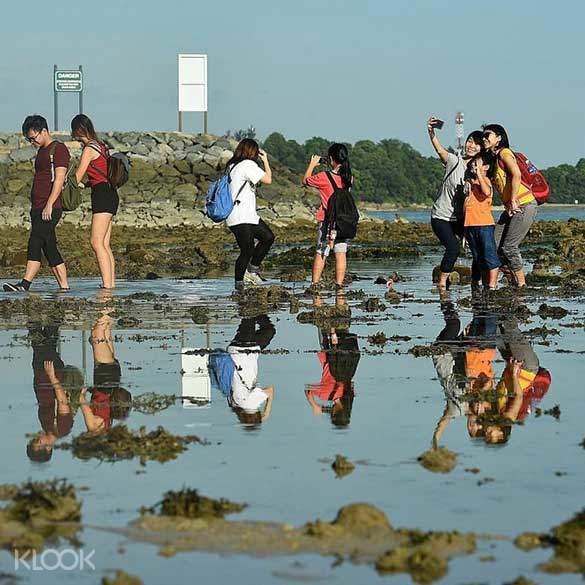 シスターズ島 海の動植物にふれる干潮ツアー Klook クルック シスターズ島 海の動植物にふれる干潮ツアー Klook クルック