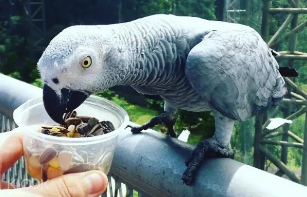 Melaka Bird Park Ticket In Kuala Lumpur Malaysia Klook Malaysia