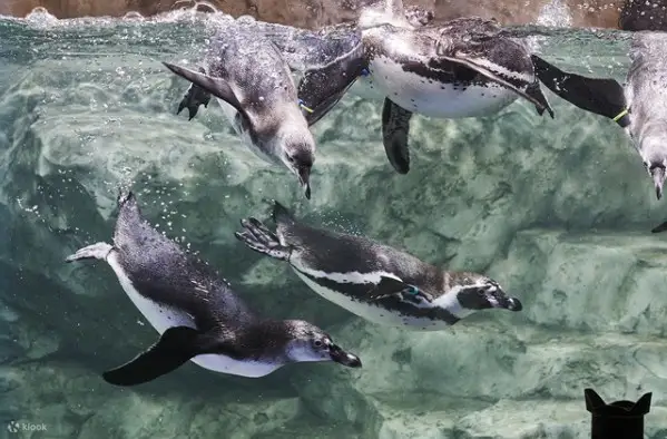 水族馆
