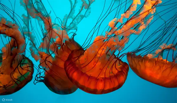 海螫