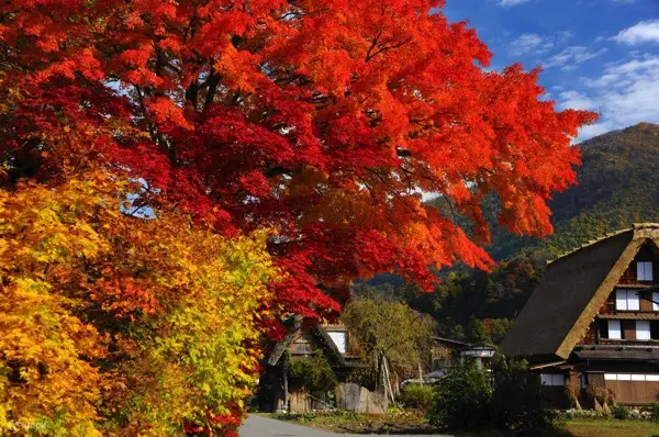 【名古屋發車】高山古街＆合掌村集落白川鄉(含午餐飛驒豬)