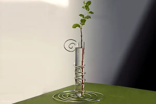 香草菲菲