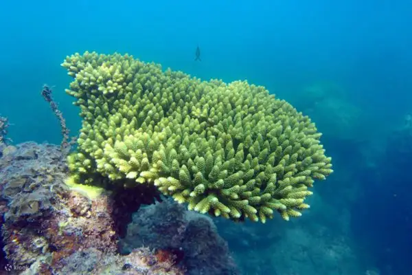 Plentiful coral reefs in the waters of Koh Samui