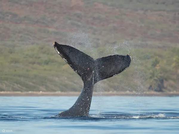 Quand les baleines donnent un spectacle meilleur que prévu