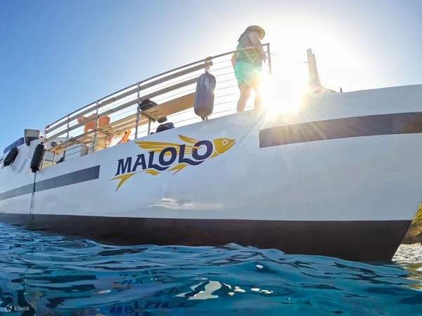 High-speed catamaran + whales = best day ever