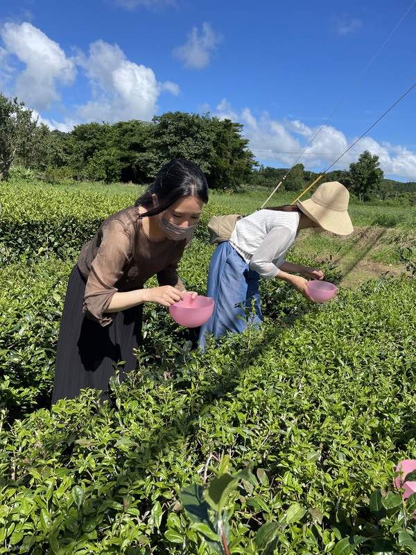 Zwei Besucher bücken sich, um die Blätter zu pflücken
