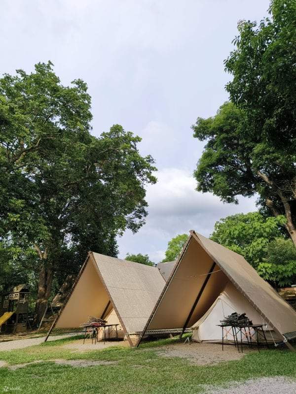 Baumsprache Sternenklang