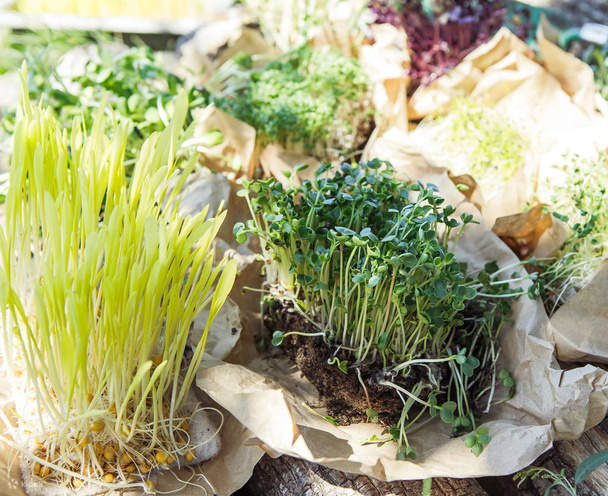 Workshop Pembuatan Salad & Sugarcane di The Sundowner