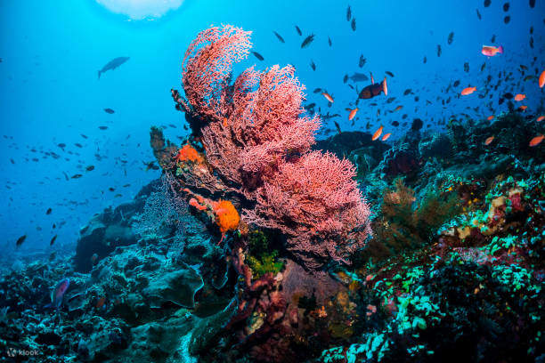 Semporna Schnorchel-Ausflug: Tagesausflug