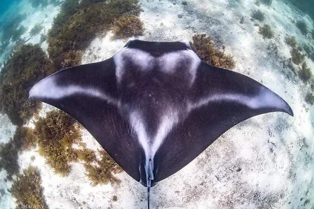 Swim with Manta Rays at Ningaloo Reef