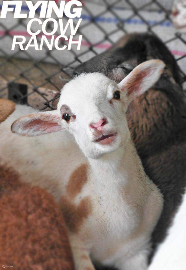 Vé vào cửa Nông trại Flying Cow, Miaoli