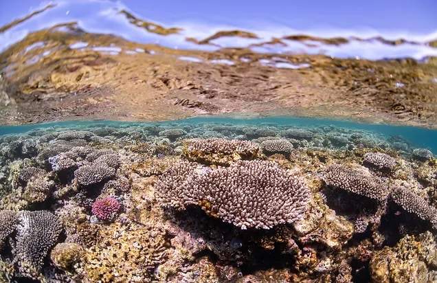 グラスボートに乗って、透き通った海中から色鮮やかな海洋生物を観察しましょう。