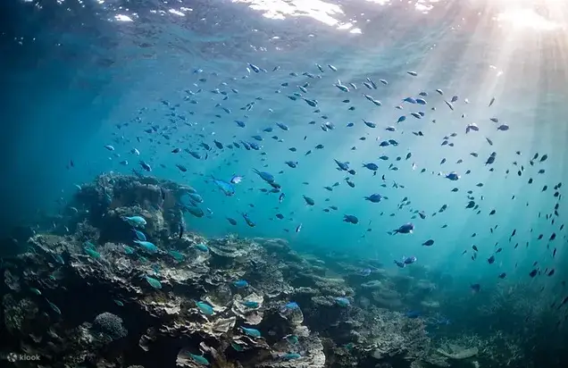 下面水晶般清晰的景色：珊瑚湾玻璃底船和浮潜之旅
