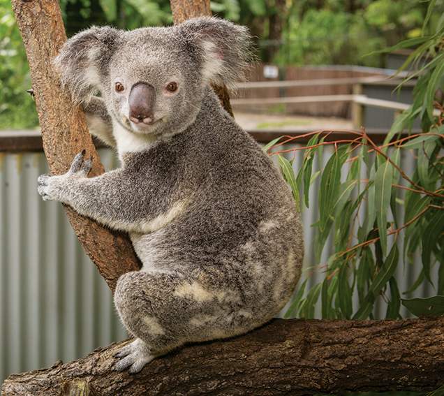 Kuranda Koala Gärten