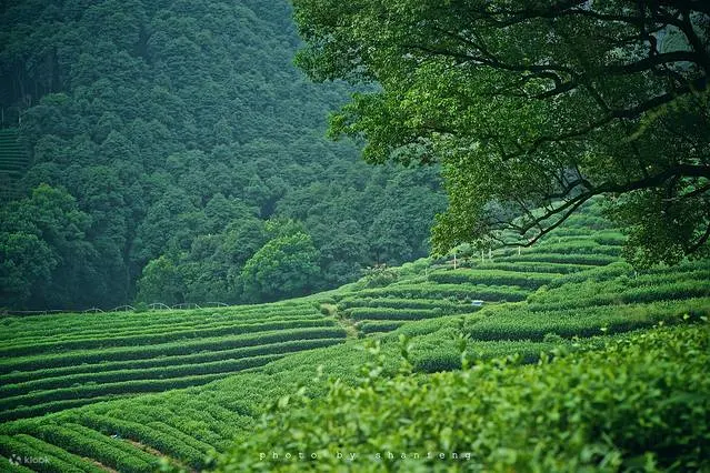 梅家坞