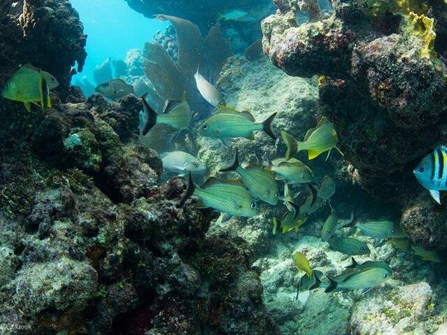 Observez d'éblouissants poissons tropicaux qui se faufilent avec grâce dans les eaux cristallines de Key West.