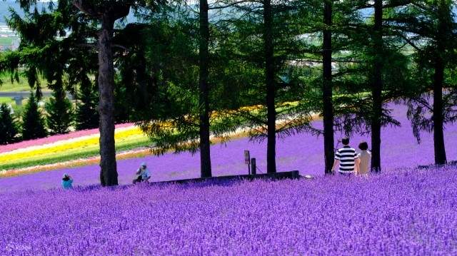 Sapporo, Furano und Biei nehmen mit Lavender an einer eintägigen