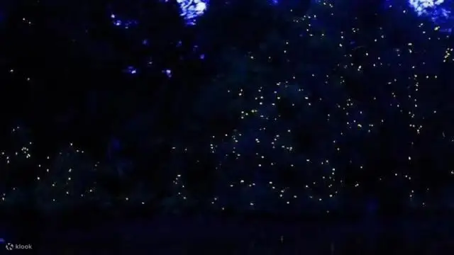 萤火虫