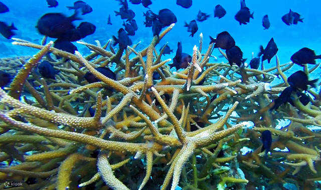 PADI Advanced Open Water Diver