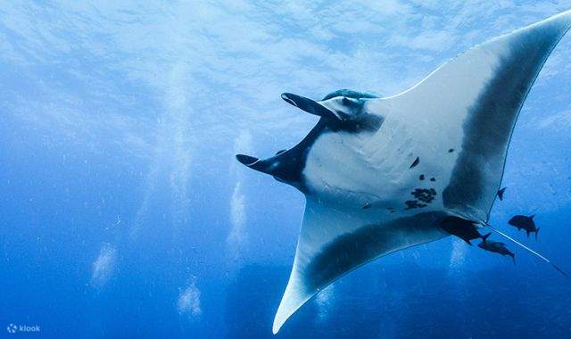 Masked Ray 6 Day Malapascua Island Dive Trip From Singapore - Klook