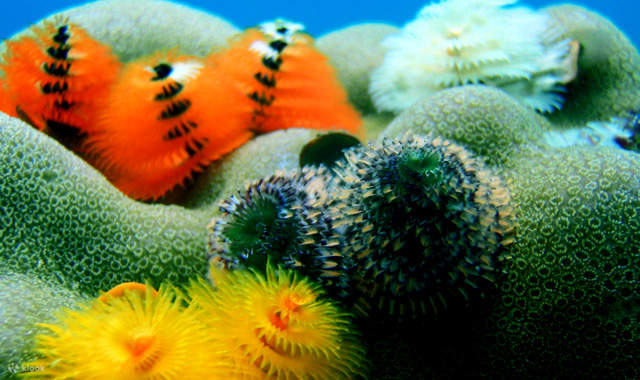 PADI Advanced Open Water Diver