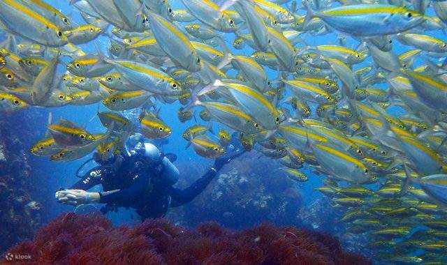 PADIアドバンスドオープンウォーターダイバーコース（パンガン島 / PADI 5 Star Center提供）