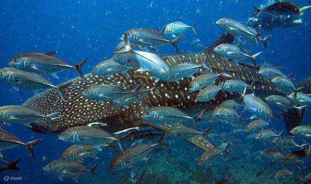 Sogni ad Occhi Aperti: Corso Avanzato a Koh Phangan con Centro PADI 5 Stelle