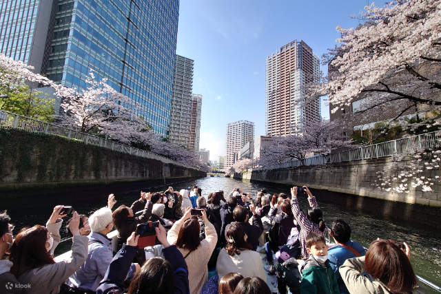 Tokyo Meguro River Cherry Blossom Viewing Cruise
