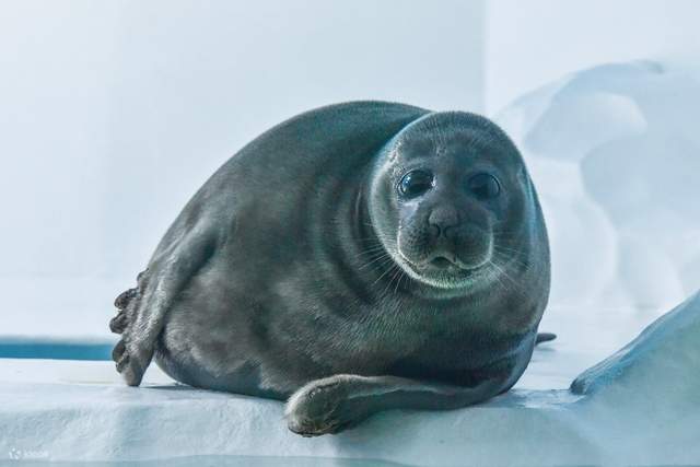 Baikal seal