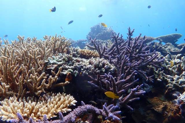 【เกาะอิชิกากิ/ครึ่งวัน】ขึ้นเกาะฮามาชิมะ 