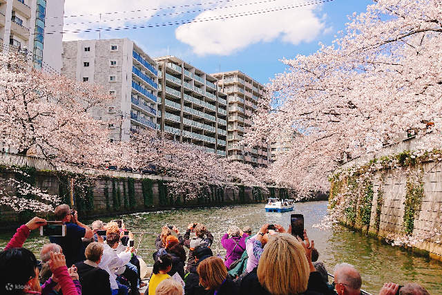 Tokyo Meguro River Cherry Blossom Viewing Cruise