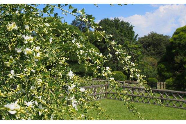 Billet d'entrée au jardin principal de Kairakuen (Ibaraki)