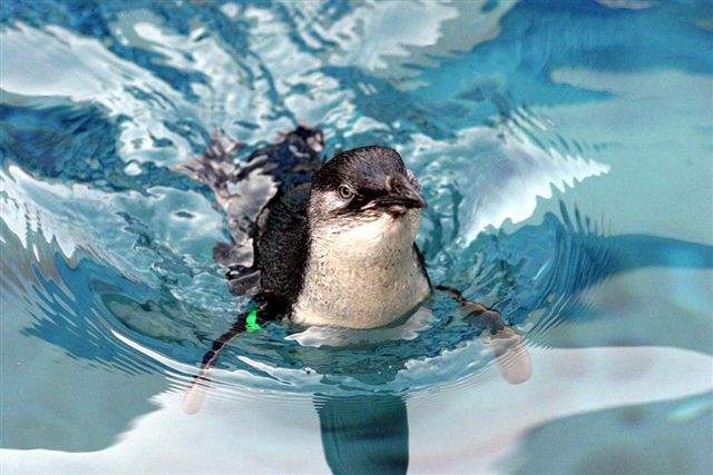 Vé Trung Tâm Động Vật Hoang Dã West Coast