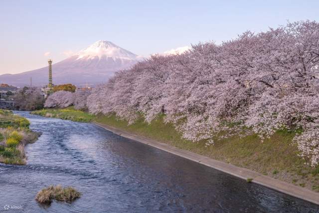 1日富士山河口湖桜ツアー 忍野八海 - Klook