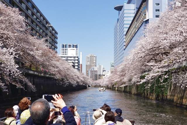 Tokyo Meguro River Cherry Blossom Viewing Cruise