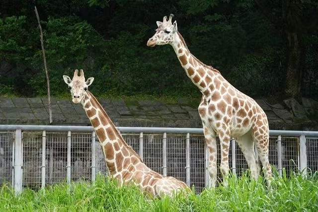 나고야시 히가시야마 동식물원