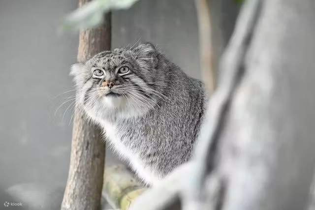 Zoo dan Taman Botani Higashiyama-Kota Nagoya