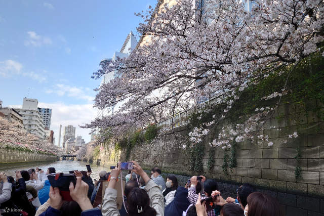 Tokyo Meguro River Cherry Blossom Viewing Cruise