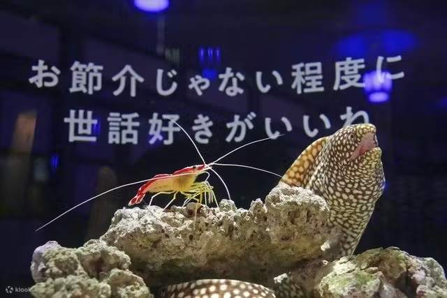 ご当地キティ アクアリウム 水族館 4個セット Amazon | エジソン ぷにょぷにょアクアリウム miniシリーズ 海の