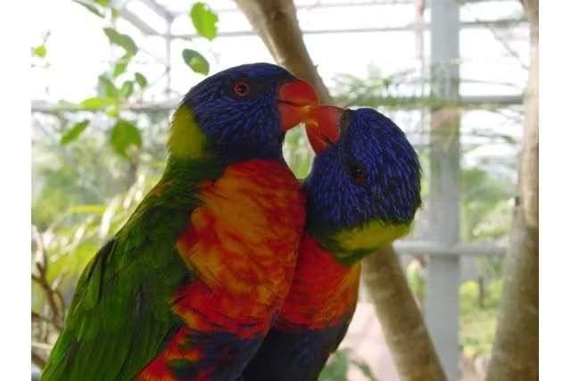 沖繩水果樂園門票