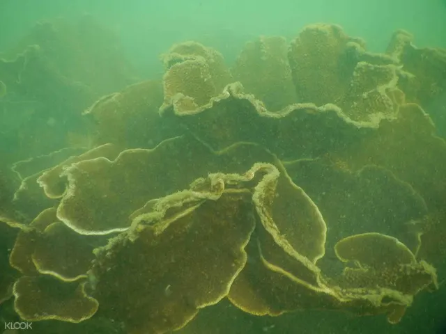 馬爾萬(Malvan)深潛體驗(果阿邦出發)